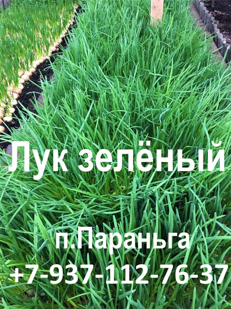 Продам зелный лук