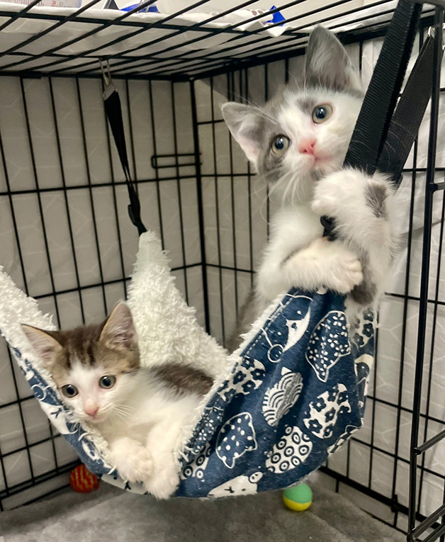 Маленький котенок Степочка в добрые руки