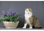 Королевские котята шотландской породы