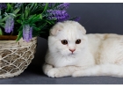 Безупречные шотландские котята из питомника