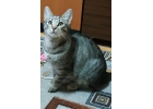 Невозможно ласковый котнок Никифор в дар