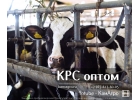 В продаже молочные нетели Черно-пестрой породы