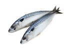 Скумбрия Рыба Морепродукты